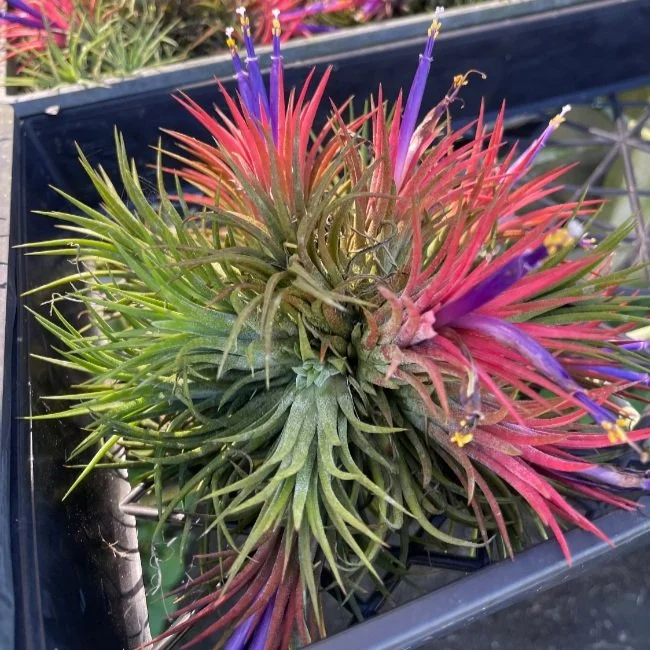 御予約株　Tillandsia Ionantha  Ball 速達発送 Tillandsia ionantha 'Fuego Ball' — LC Blooms & More